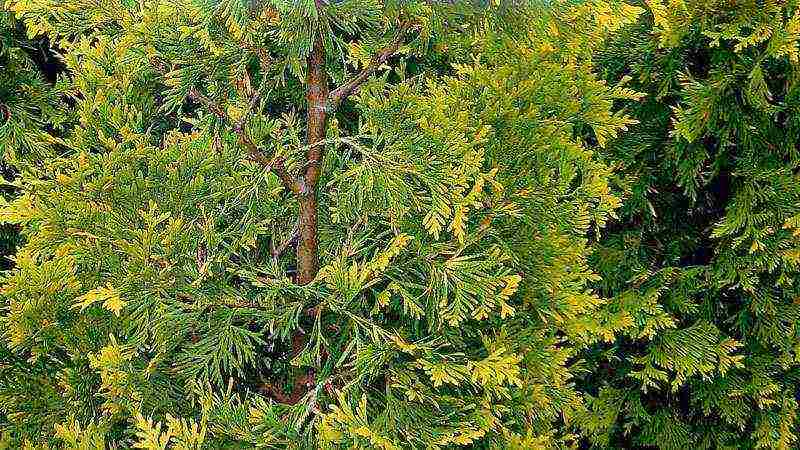 thuja danica planting and care in the open field leaves turn yellow