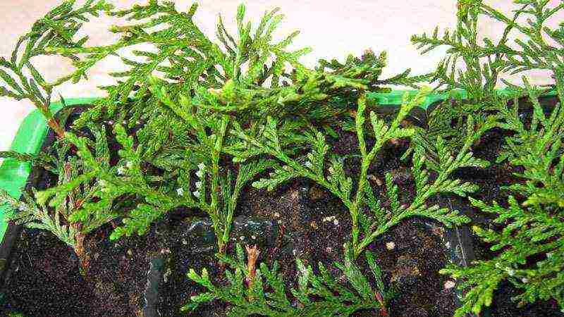 thuja danica planting and care in the open field leaves turn yellow