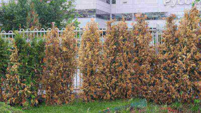 thuja danica planting and care in the open field leaves turn yellow