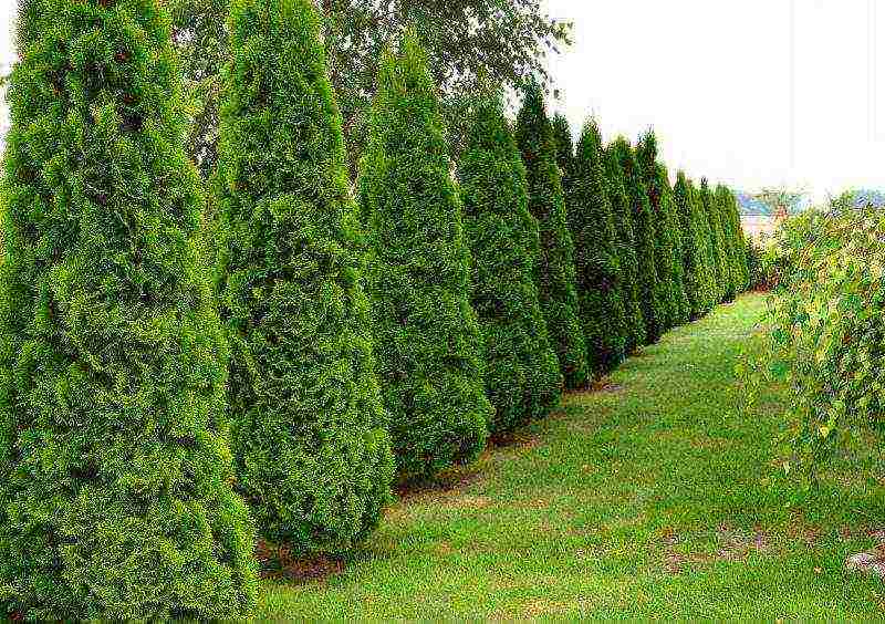 thuja danica planting and care in the open field leaves turn yellow