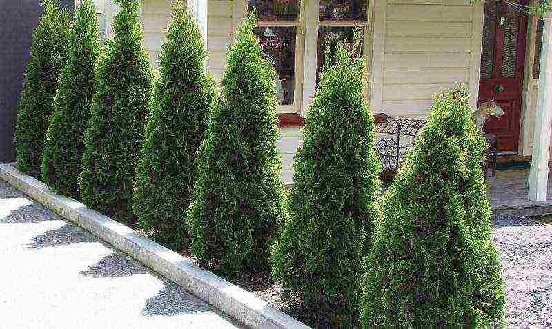 thuja danica planting and care in the open field leaves turn yellow