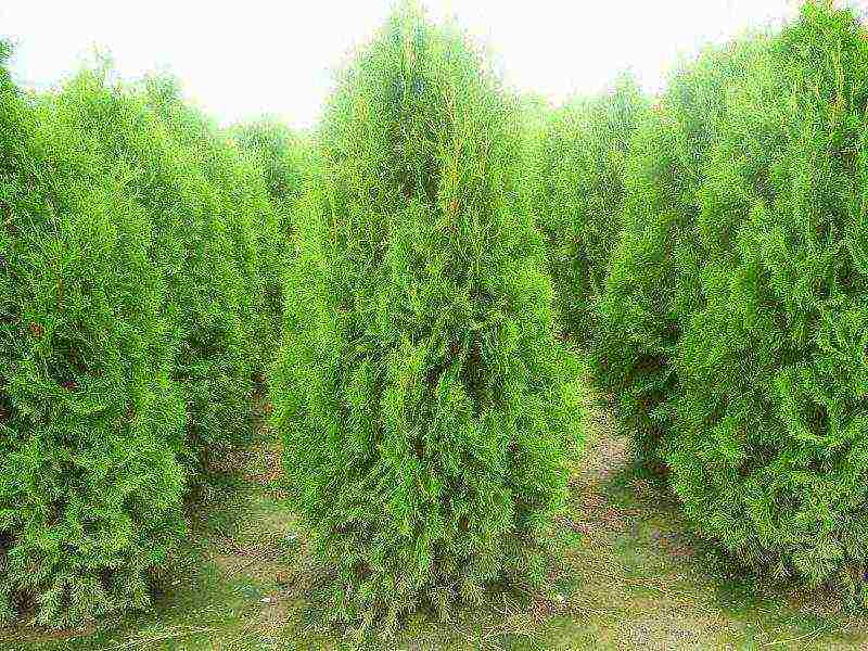 thuja danica planting and care in the open field leaves turn yellow