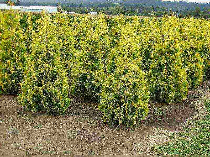 thuja danica planting and care in the open field leaves turn yellow