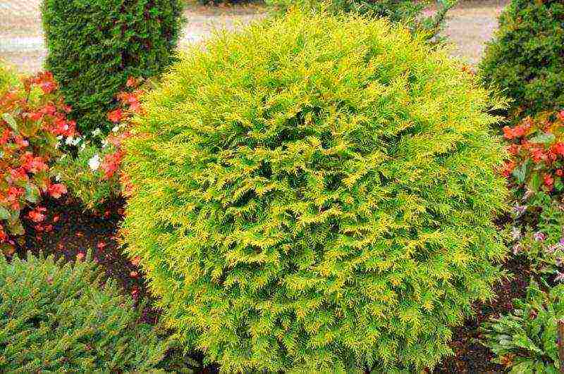 thuja danica planting and care in the open field leaves turn yellow