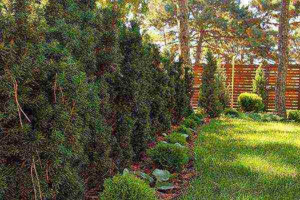 thuja danica planting and care in the open field leaves turn yellow