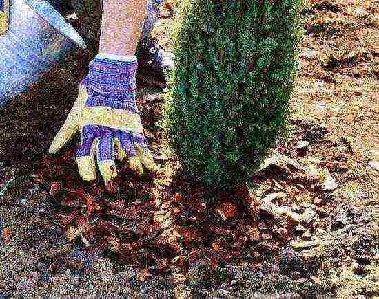 thuja napakaliit ang pagtatanim at pangangalaga sa bukas na bukid