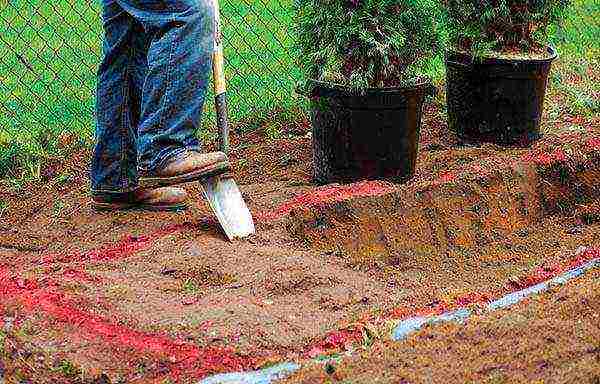 thuja undersized planting and care in the open field