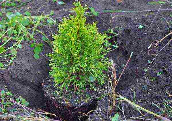 thuja undersized planting and care in the open field