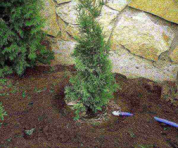 thuja undersized planting and care in the open field