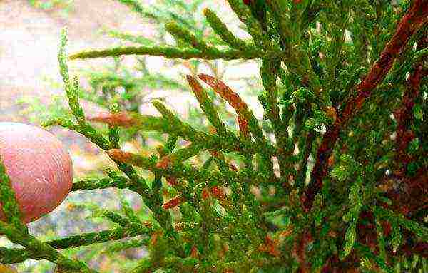 thuja undersized planting and care in the open field