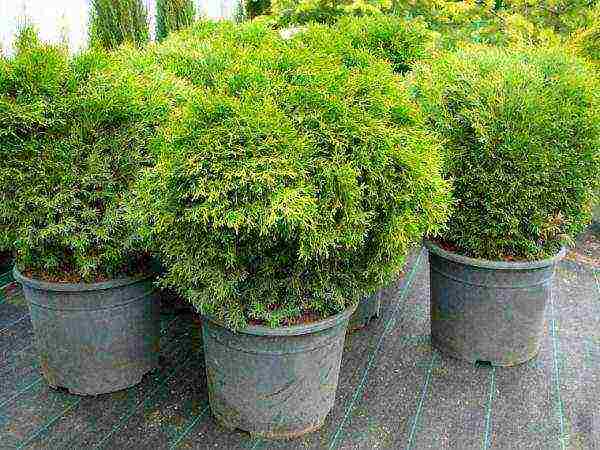 thuja undersized planting and care in the open field