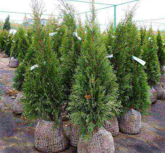 thuja undersized planting and care in the open field