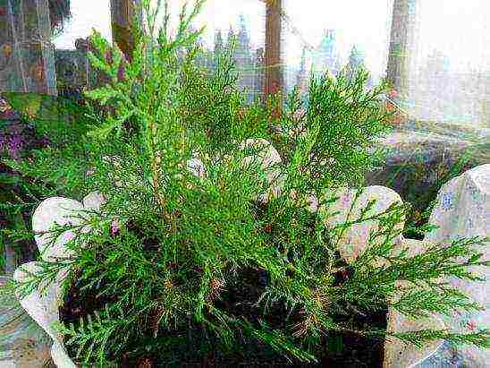 thuja planting and care in the open field by cuttings