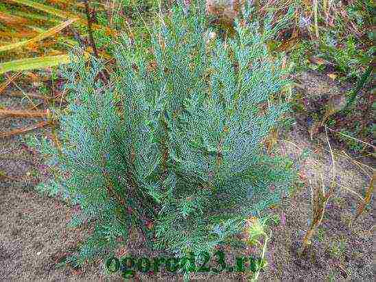 thuja planting and care in the open field by cuttings