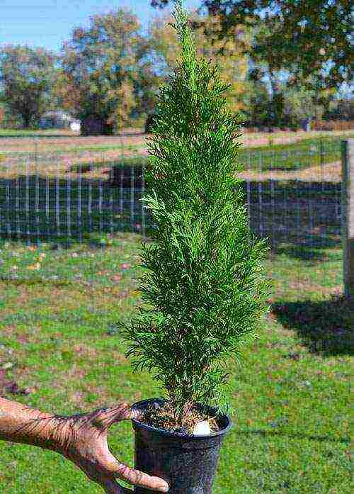 thuja pagtatanim at pag-aalaga sa bukas na patlang sa pamamagitan ng pinagputulan