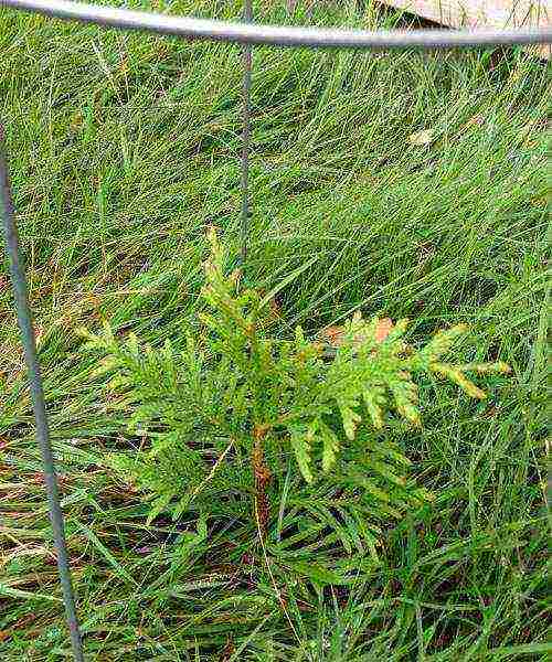 thuja planting and care in the open field by cuttings