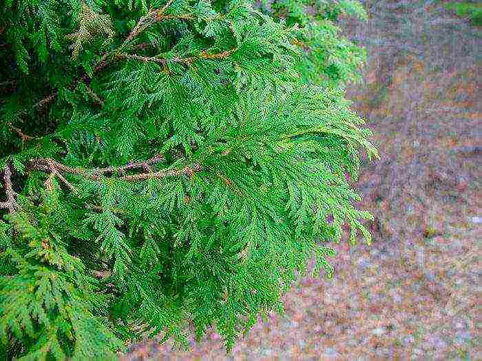 thuja heather planting and care in the open field