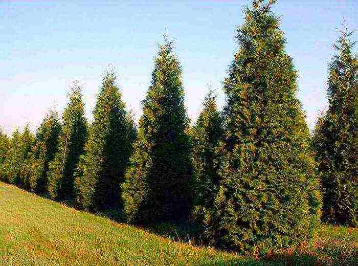 thuja heather planting and care in the open field