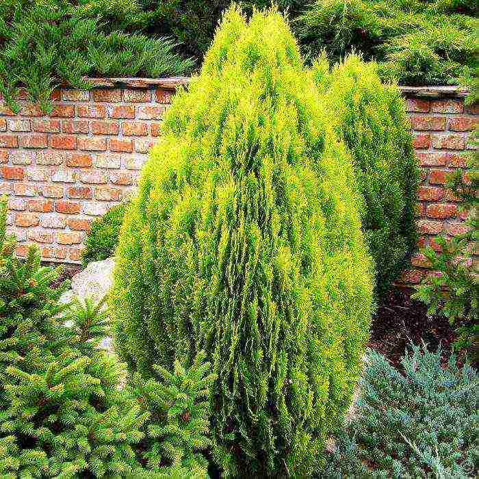 thuja heather planting and care in the open field