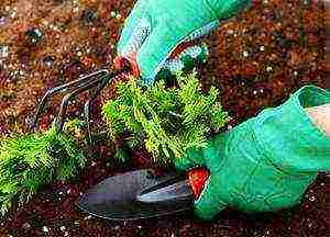 thuja heather planting and care in the open field