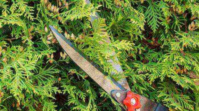 thuja heather planting and care in the open field