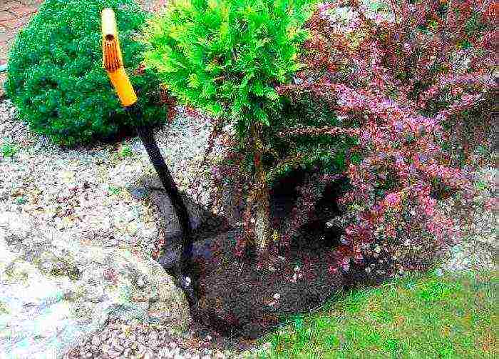 thuja heather planting and care in the open field