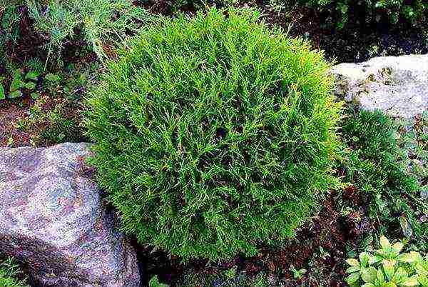 thuja western danica planting and care in the open field