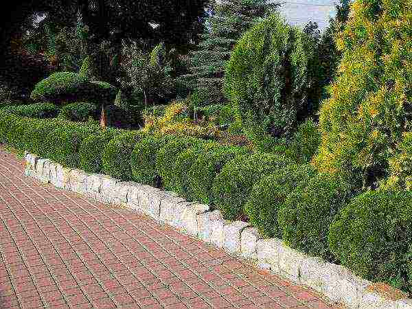 thuja western danica planting and care in the open field