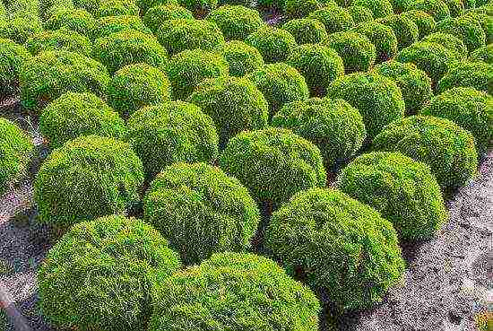 thuja western danica planting and care in the open field