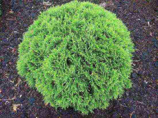 thuja western danica planting and care in the open field