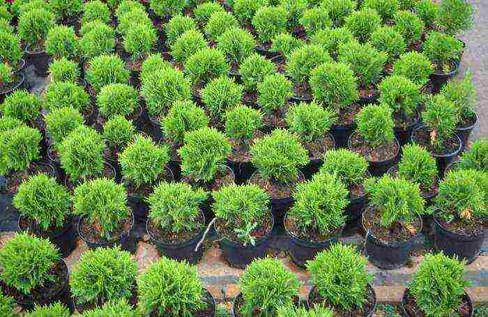 thuja western danica planting and care in the open field