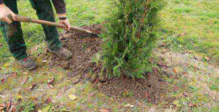 thuja western danica planting and care in the open field