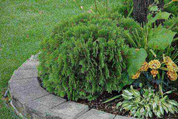 thuja western danica planting and care in the open field