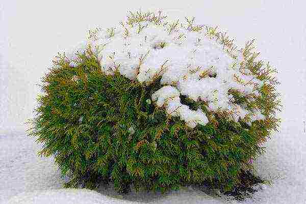 thuja western danica na pagtatanim at pangangalaga sa bukas na bukid