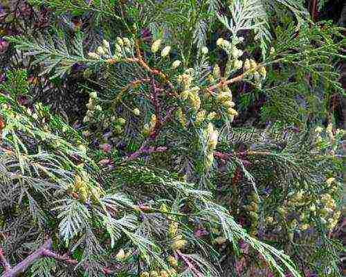 thuja western planting and care in the open field