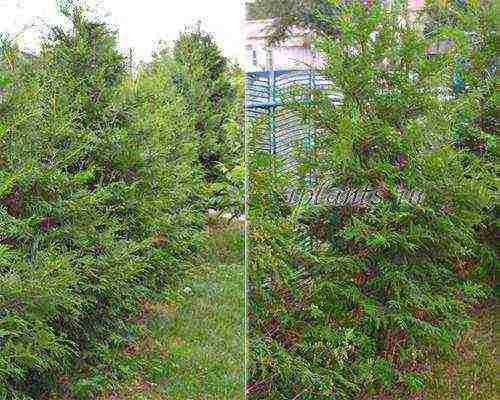 thuja western planting and care in the open field