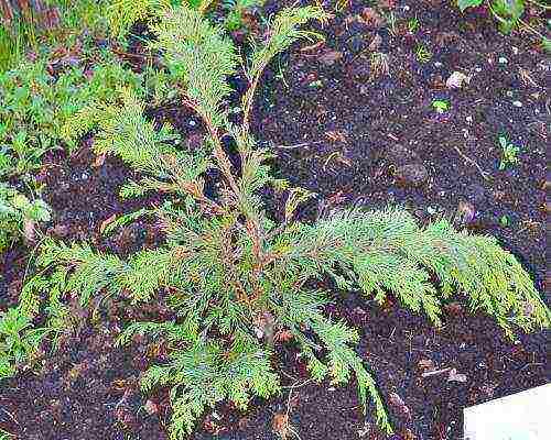 thuja western planting and care in the open field