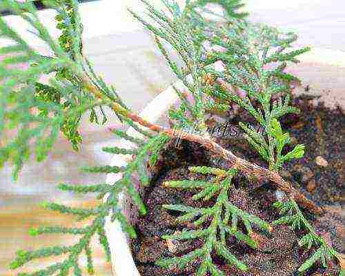 thuja western planting and care in the open field