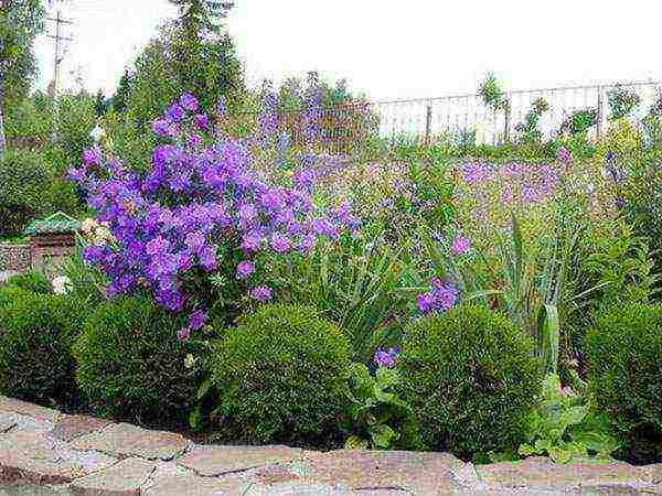 thuja western planting and care in the open field