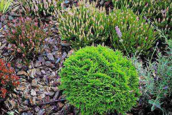 thuja western planting and care in the open field