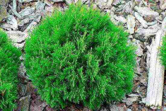 thuja western planting and care in the open field