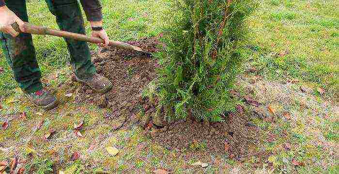 thuja western planting and care in the open field