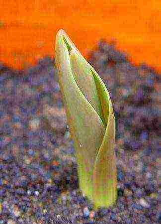 tulips can be grown indoors