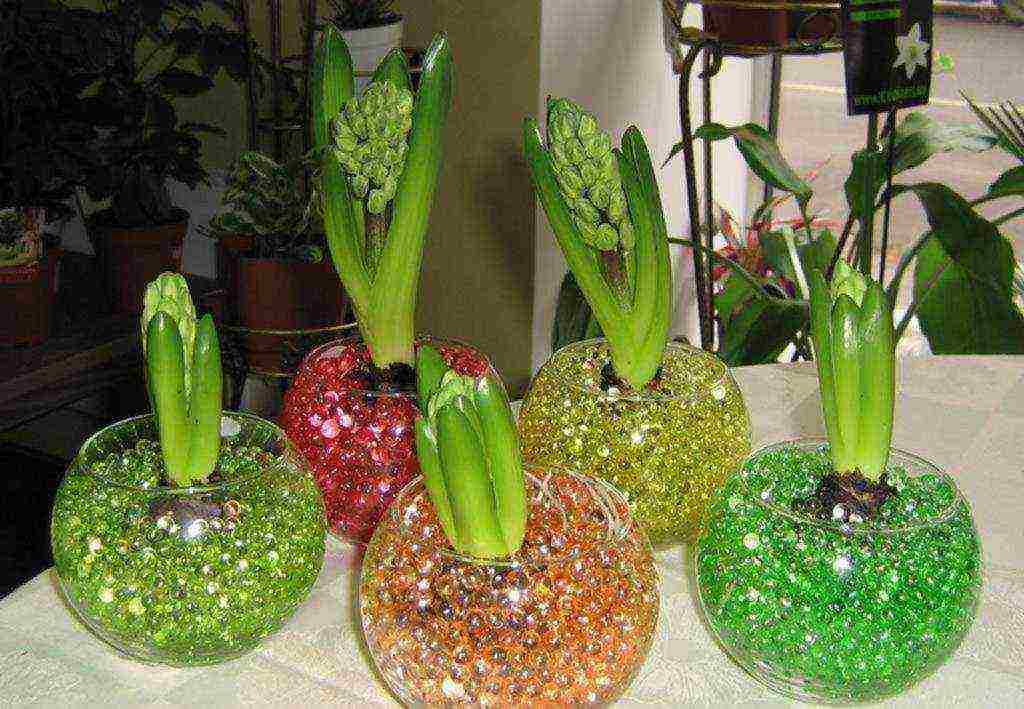 tulips can be grown indoors