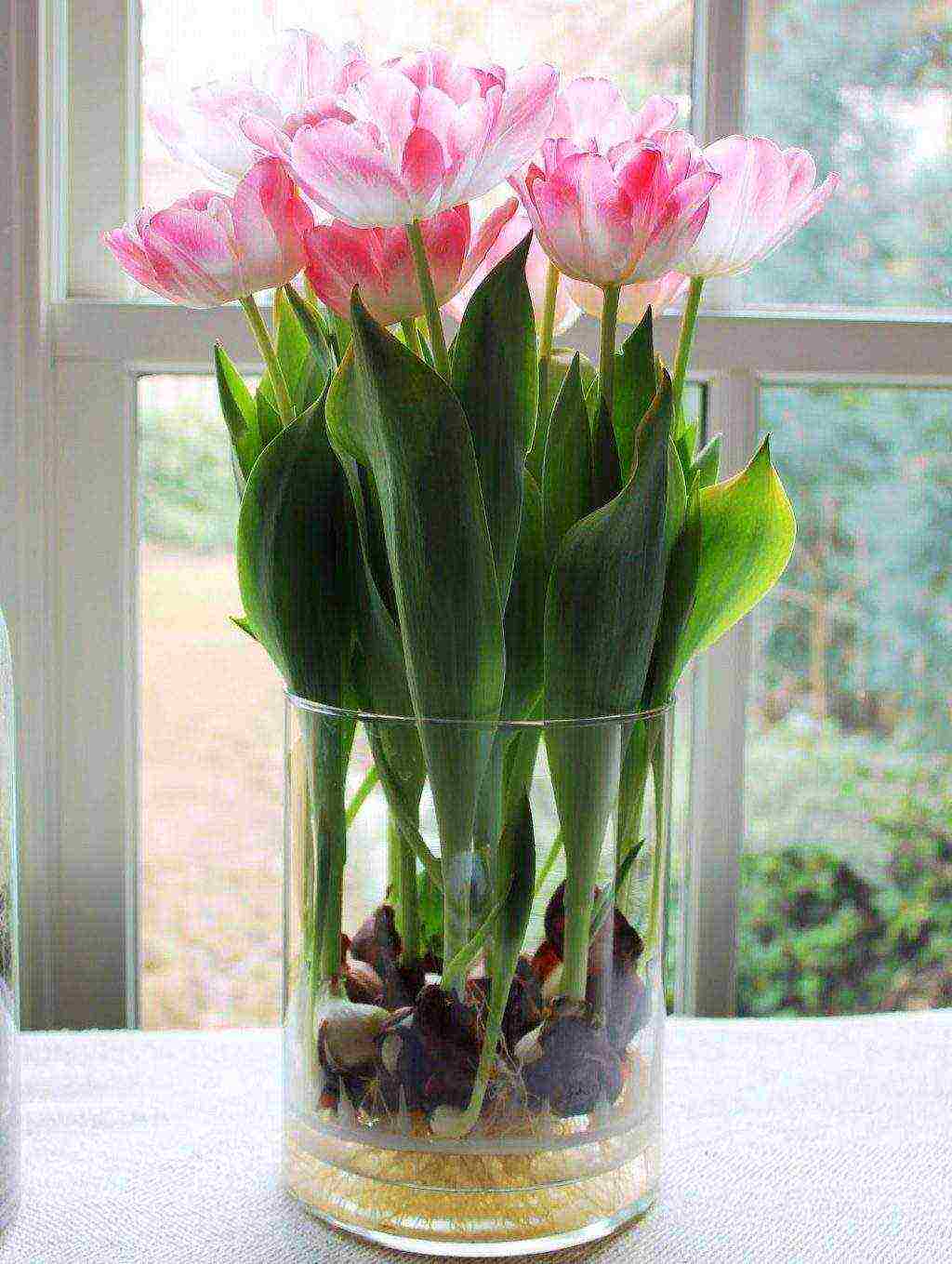 tulips can be grown indoors