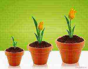 tulips can be grown indoors