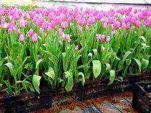 tulips can be grown indoors