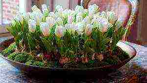 tulips can be grown indoors