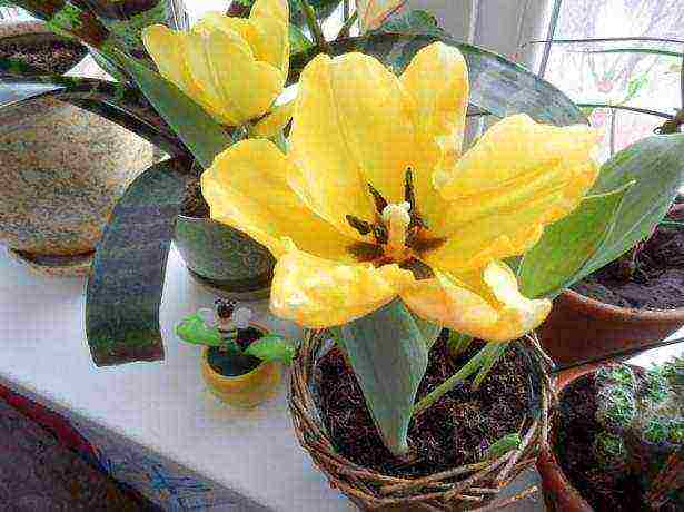 tulips can be grown indoors