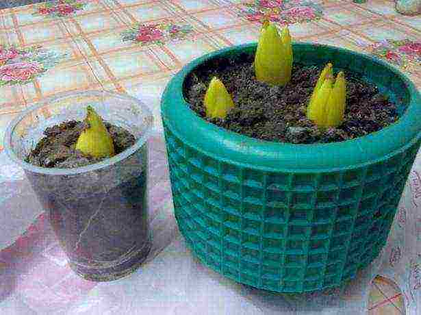 tulips can be grown indoors